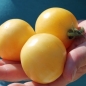 Tomate Blonde Boar (Samen)