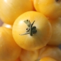 Tomate Blonde Boar (Samen)