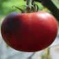 Tomate Blue Beauty (Samen)