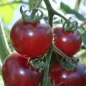 Tomate Blue Pitts (Samen)