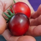 Tomate Blue Pitts (Samen)