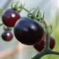 Tomate Blue Pitts (Samen)