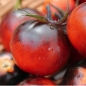Tomate Blueberry  (Pflanze)