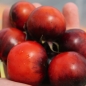 Tomate Blueberry  (Pflanze)