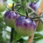 Tomate Blueberry  (Pflanze)