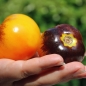 Tomate Bluegold (Samen)