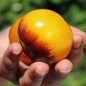 Tomate Bluegold (Samen)