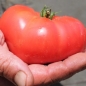 Tomate Brandywine pink (Samen)