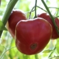 Tomate Brandywine pink (Samen)
