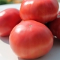 Tomate Brandywine pink (Samen)