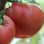 Tomate Cherokee Purple (Samen)