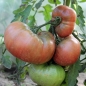 Tomate Cherokee Purple (Samen)