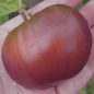 Tomate Cherokee Purple (Samen)