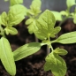 Tomate Cherokee Tiger Black Dwarf (Samen)