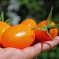 Tomate Chuloma (Samen)