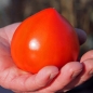 Tomate Coeur d'Antan (Samen)
