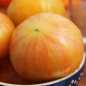 Tomate Copia (Samen)