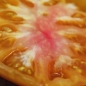 Tomate Copia (Samen)