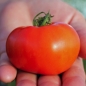 Tomate Costoluto Genovese (Samen)