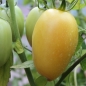 Tomate Cream Sausage (Samen)