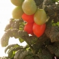 Tomate Curley Kaley (Samen)