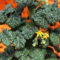 Tomate Curley Kaley (Samen)