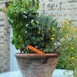 Tomate Curley Kaley (Samen)