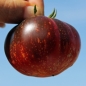 Tomate Dark Galaxy (Samen)