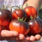 Tomate Dark Galaxy (Samen)