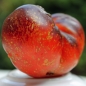 Tomate Dark Galaxy (Samen)