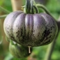 Tomate Dark Galaxy (Samen)