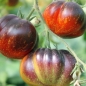 Tomate Dark Galaxy (Samen)