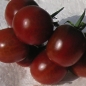 Tomate Der kleine Doctor (Samen)