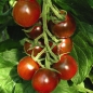 Tomate Der kleine Doctor (Samen)
