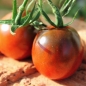 Tomate Der kleine Doctor (Samen)