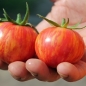 Tomate Dragon`s Eye (Samen)