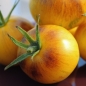 Tomate Edith Bernhard (Samen)