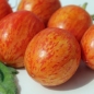 Tomate Elberta Girl (Samen)