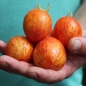 Tomate Elberta Girl (Samen)