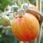 Tomate Elberta Girl (Samen)