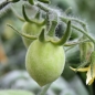 Tomate Elberta Girl (Samen)