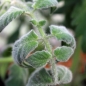Tomate Elberta Girl (Samen)