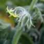 Tomate Elberta Girl (Samen)