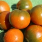 Neu! Tomate Evil Olive (Samen)