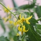 Neu! Tomate Evil Olive (Samen)