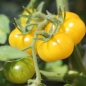 Tomate Fablonelystyni (Samen)