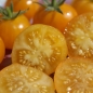 Tomate Fablonelystyni (Pflanze)
