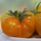 Tomate Fablonelystyni (Pflanze)