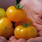 Tomate Fablonelystyni (Samen)