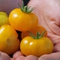 Tomate Fablonelystyni (Pflanze)